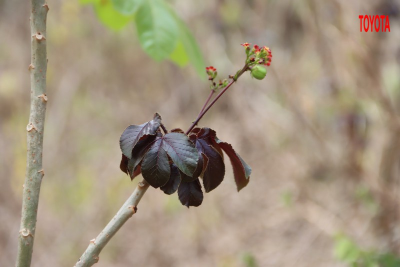 Jatropha gossypifolia