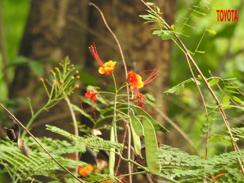 caesalpinia pulcherrima