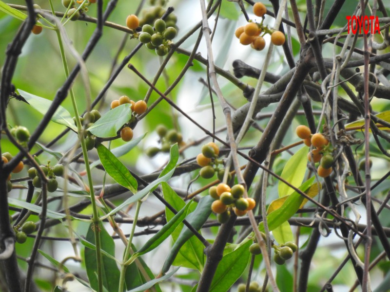 Tinospora baenzigeri