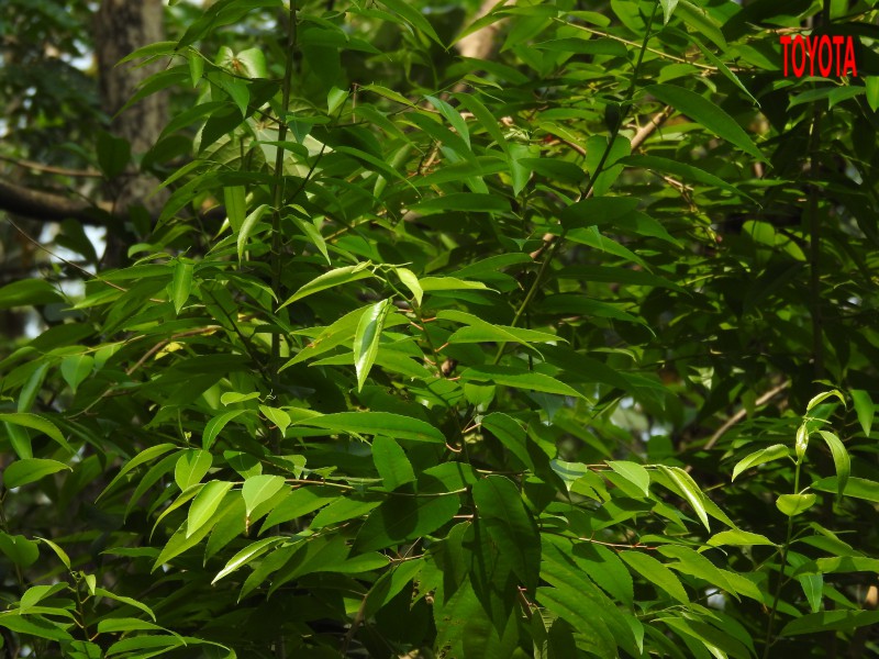 Shirakiopsis indica