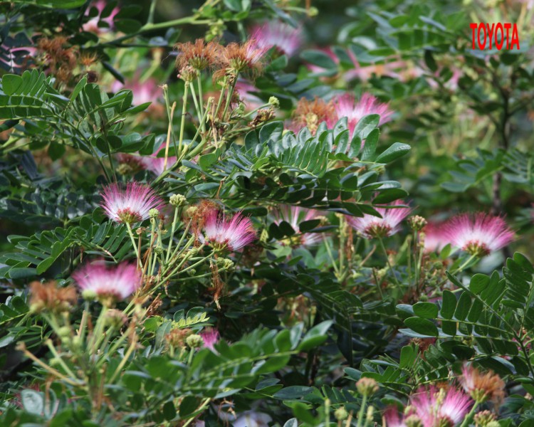 Albizia saman