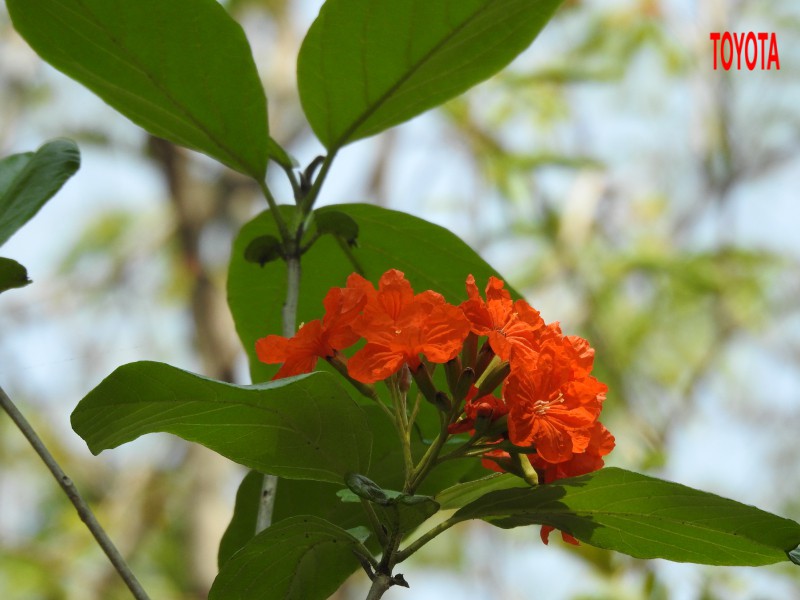 Cordia sebestina L.