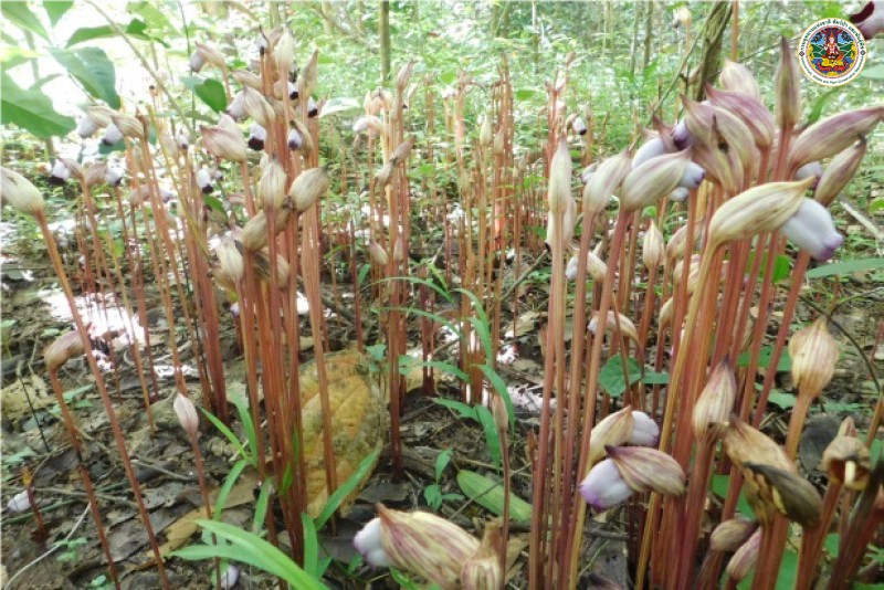 Acginetia indica