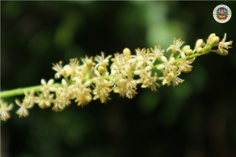 Ademanthera paooniana