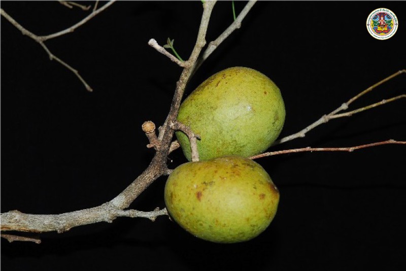 Aegle marnelos