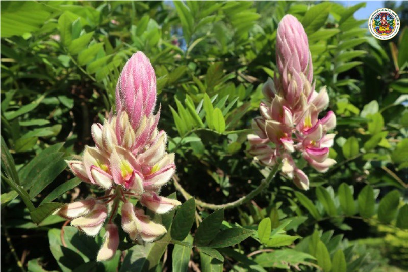 Afgekia sericea