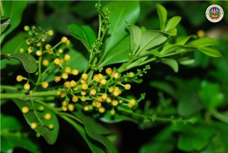 Aglaia odorata