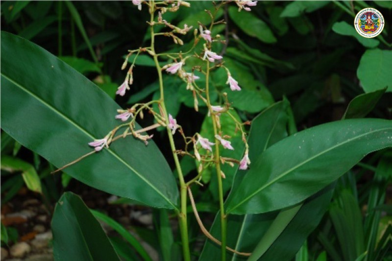 Alpinia nigra