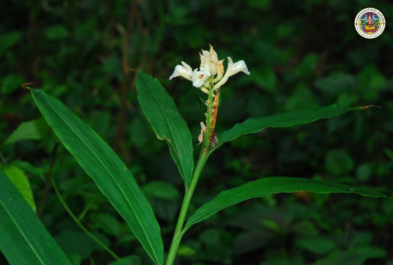 Alpinia oxymitra