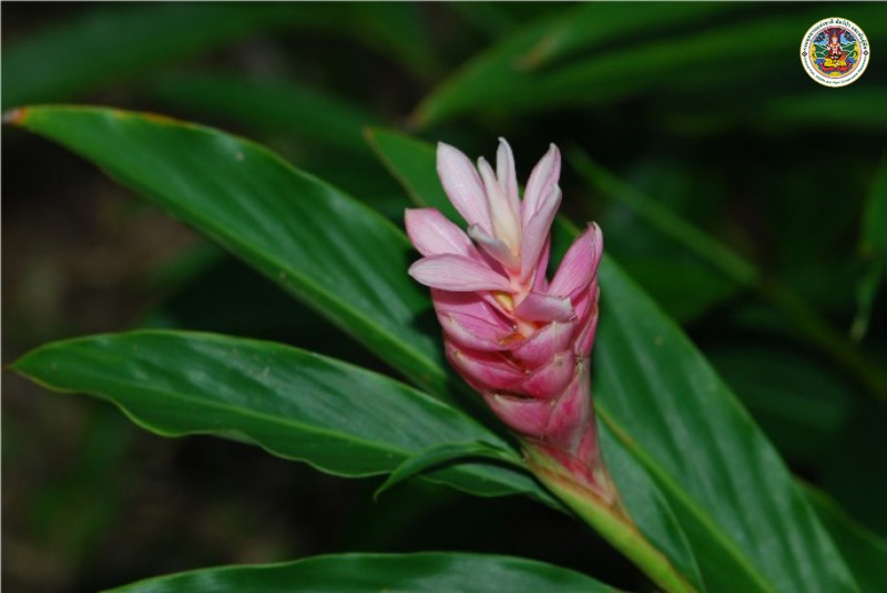 Alpinia purpurata
