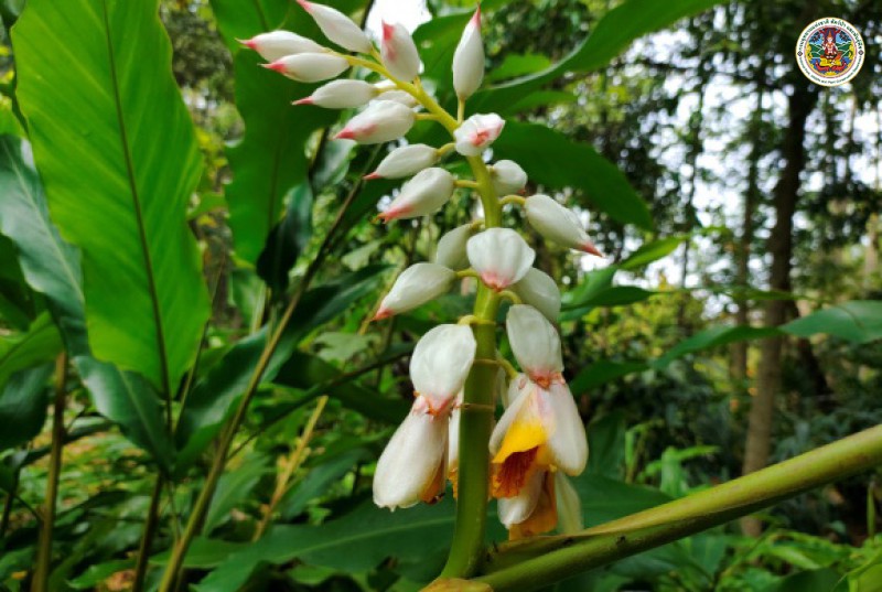 Alpinia roxburghii