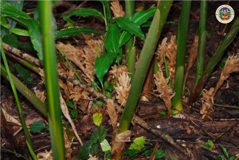 Amomum testaceum