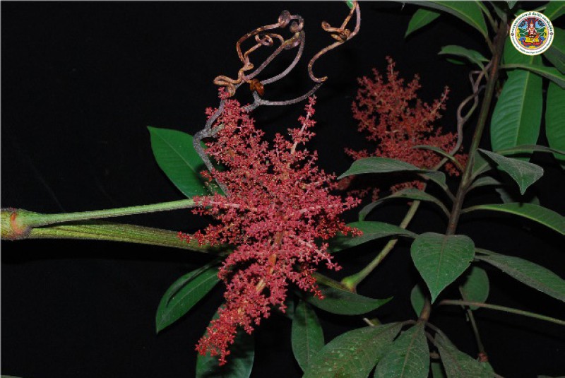 Ampelocissus martinii