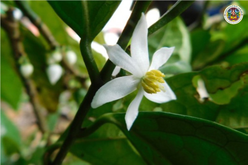 Anaxagorea luzonensis