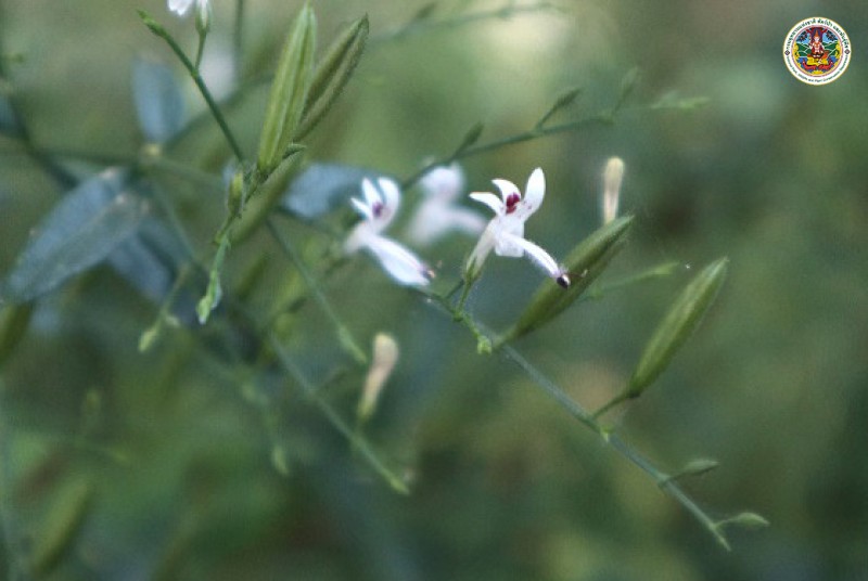 Andrographis paniculata