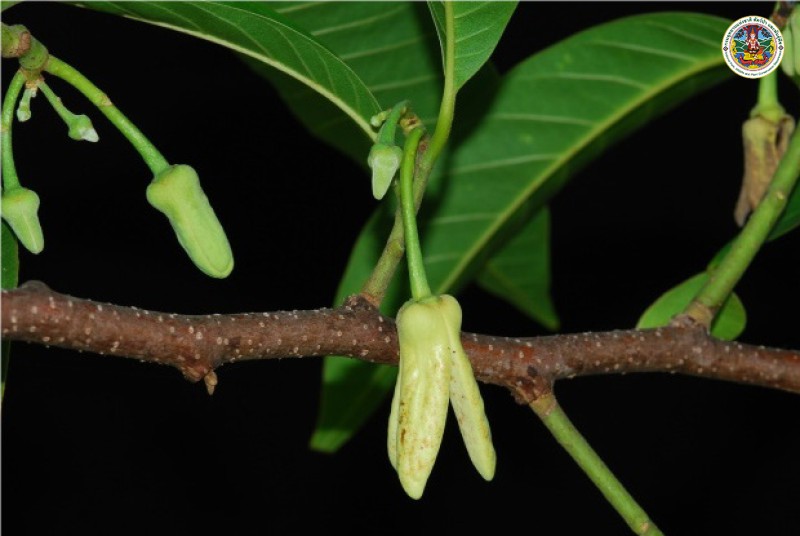Annona reticulata