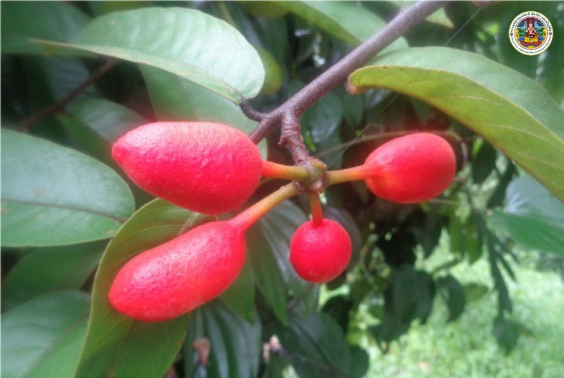 Artabotrys harmandii