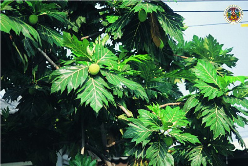 Artocarpus altilis