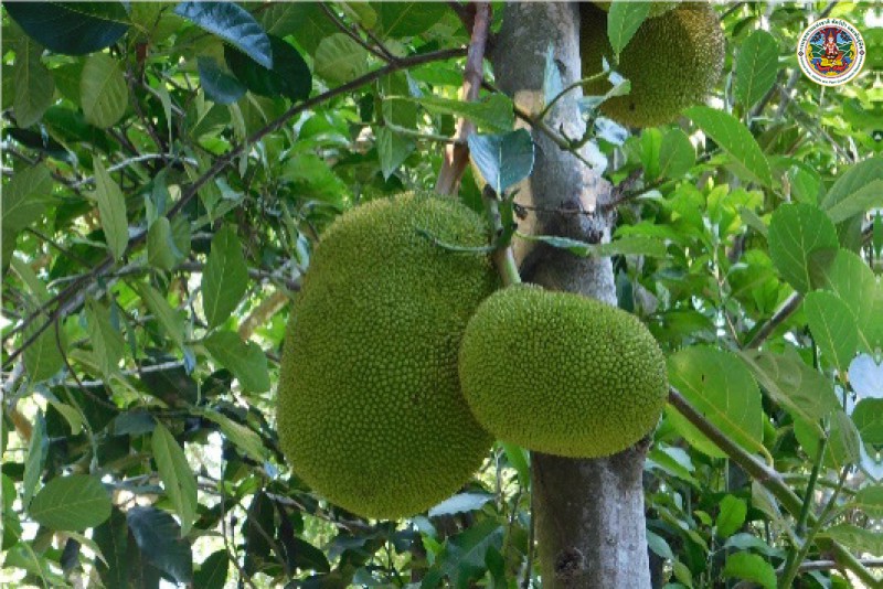 Artocarpus heterophyilus