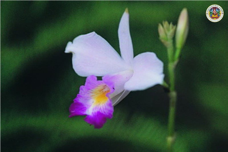Arundina graminifolia