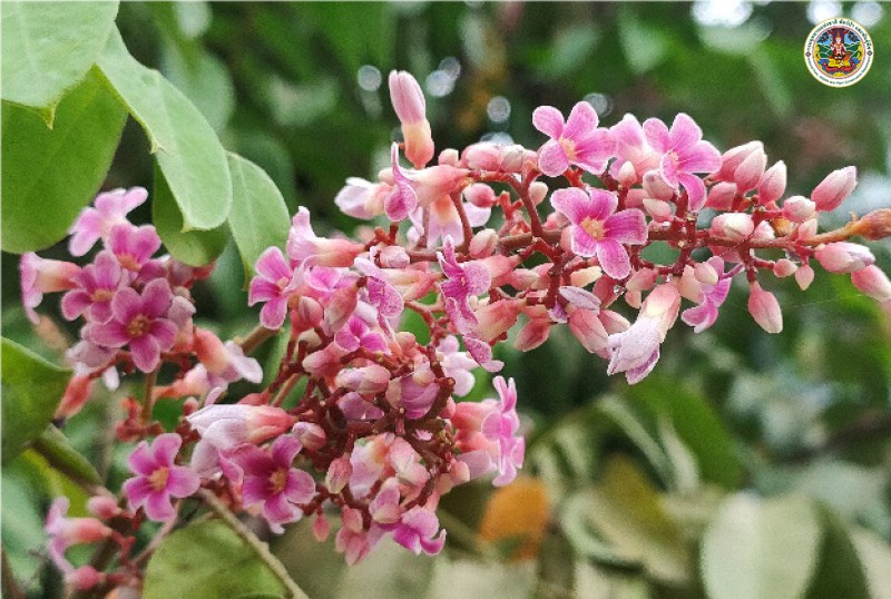 Averrrhoa carambola