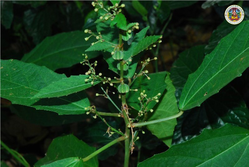 Baliospermum solanifolium