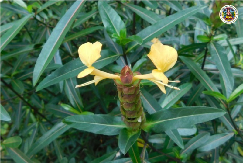 Barleria lupulina