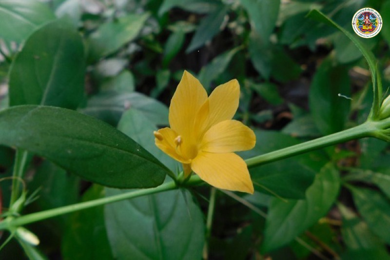 Barleria prionitis