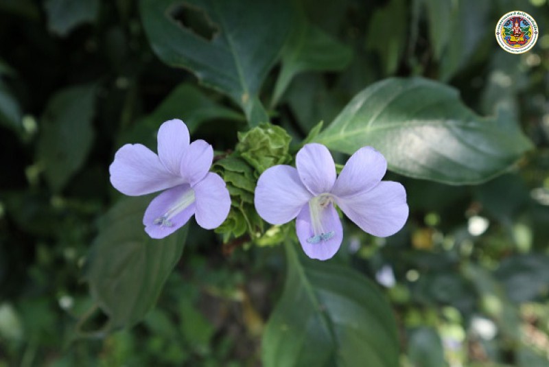 Barleria strigosa