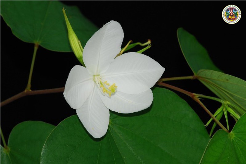 Bauhinia acuminata
