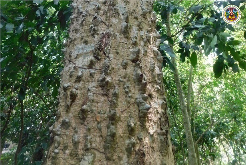 Bombax ceiba