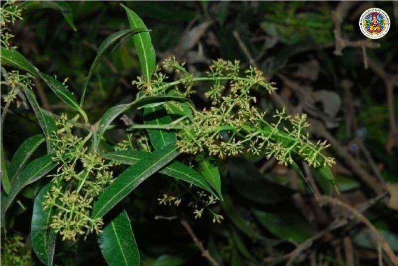 Bouea macrophylla