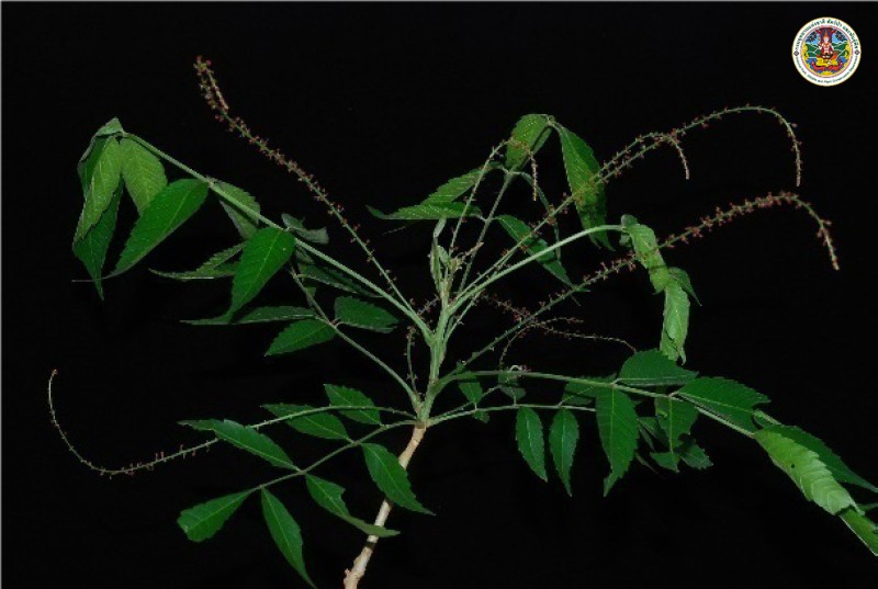 Brucea jaoanica