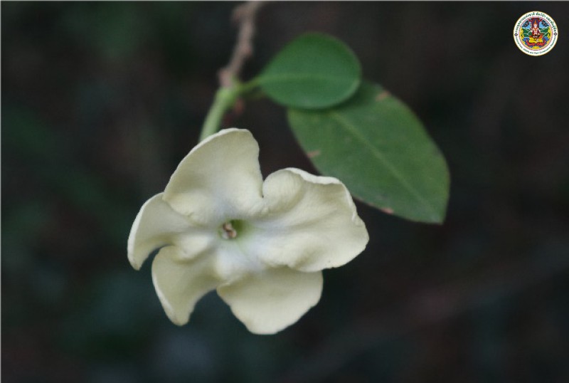 Brunfelsia americana
