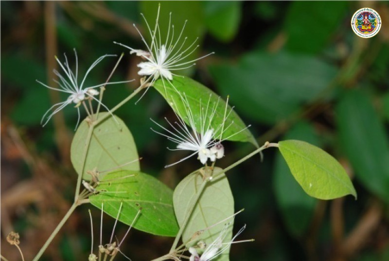 Capparis tenera
