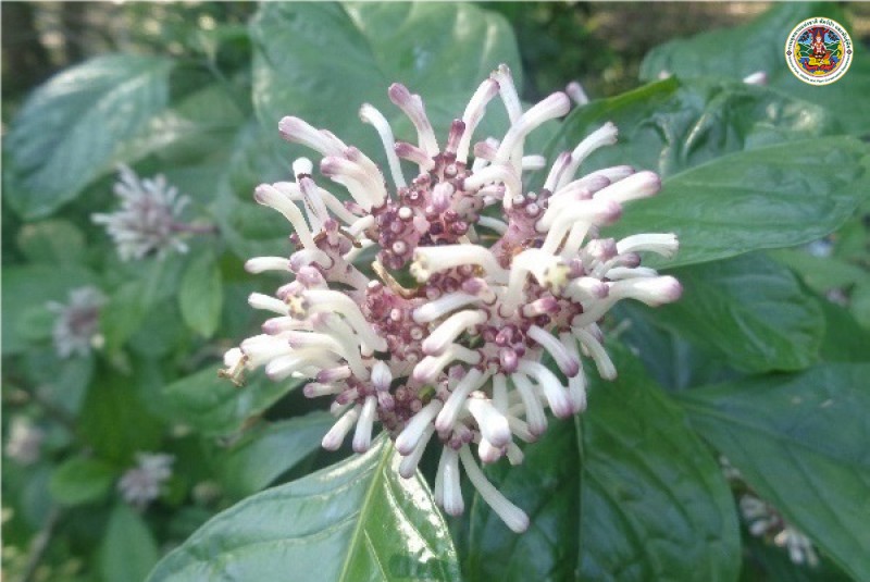 Chassalia curoiflora