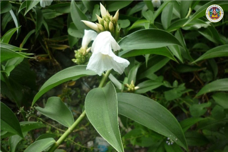 Cheilocostus speciosus