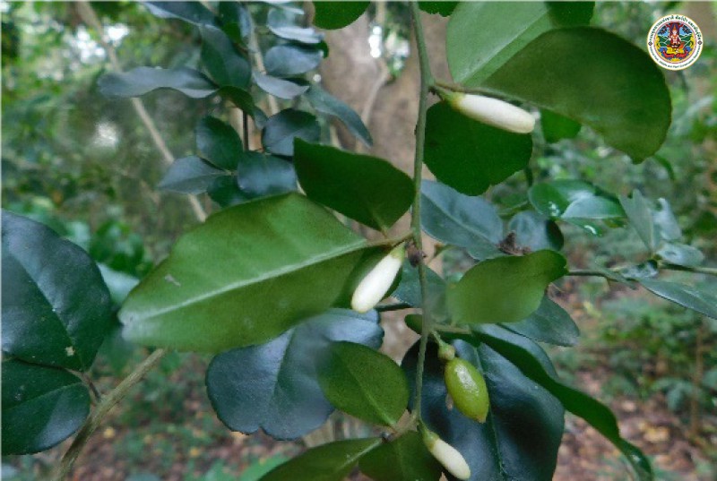 Chionanthus ramiflorus