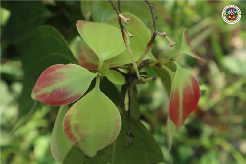 Cinnamomum loureiri