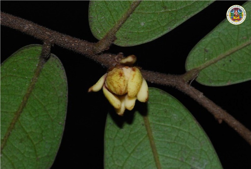 Cinnamomum subavenium