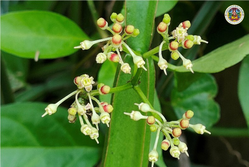 Cissus quadrangularis