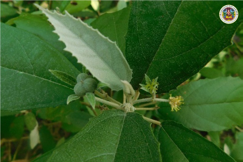 Cladogynos orientalis