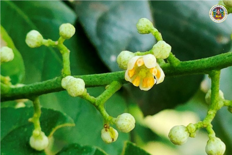 Clausena harmandiana