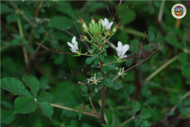 Cleome gumandra