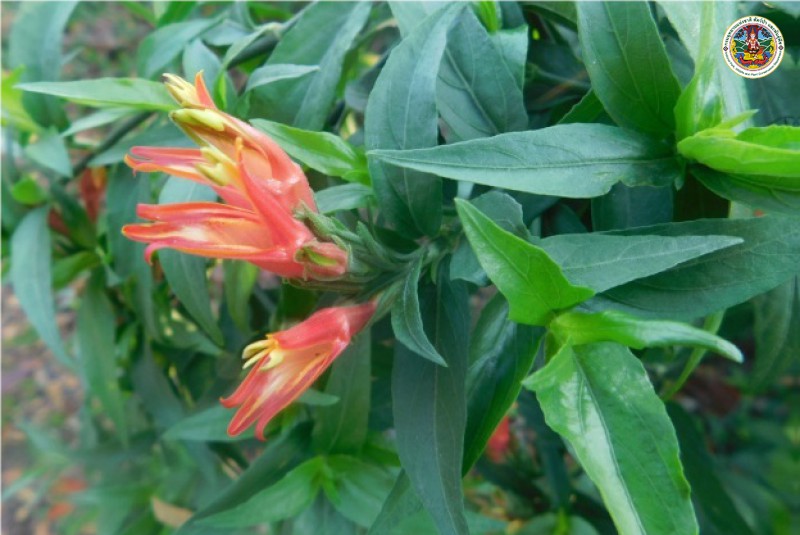 Clinacanthus burnnanni