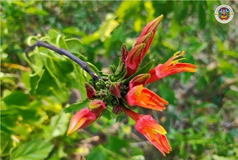 Clinacanthus slamensis