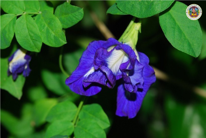 Clitoria ternatea