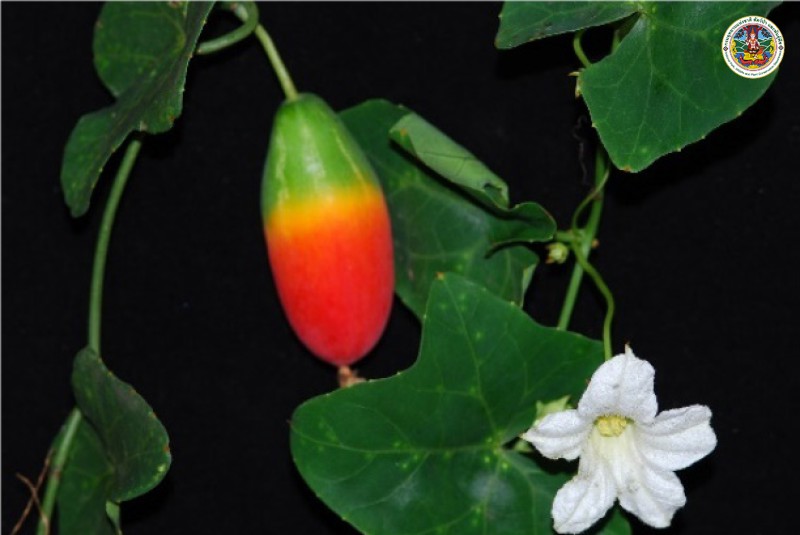 Coccinia grandis