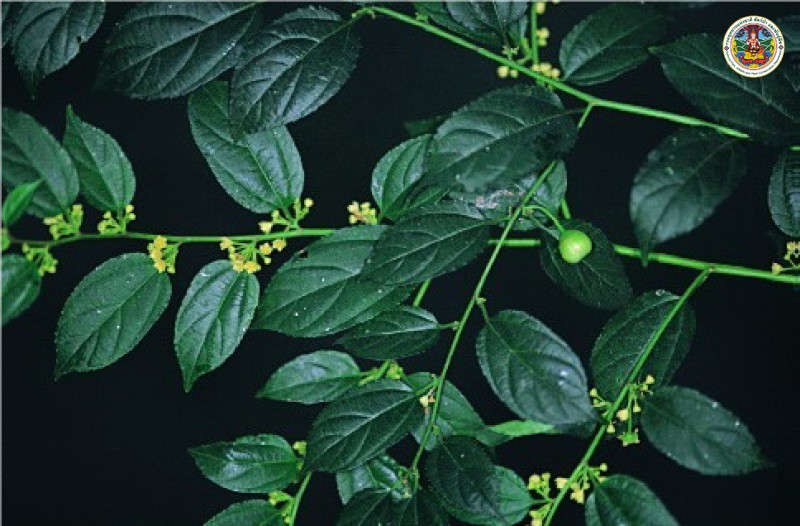 Colubrina asiatica