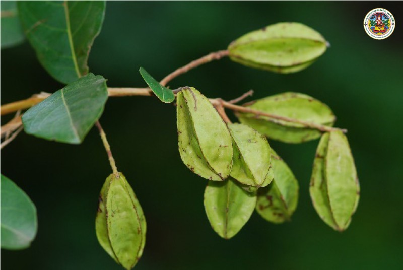 Combretum trifoliatum